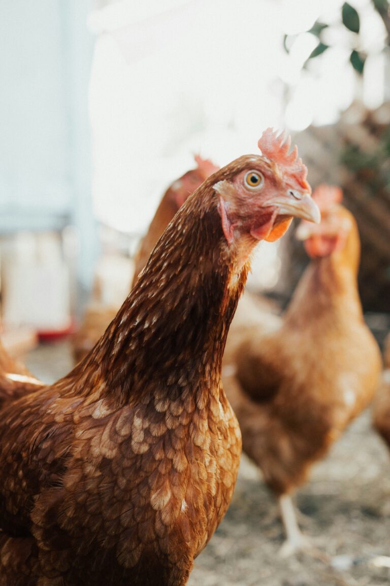 Backyard Chickens