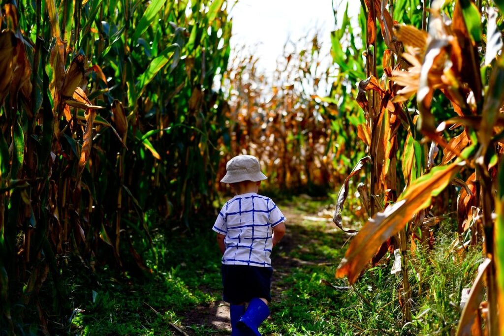 Corn Mazes Around Pensacola